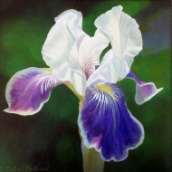 Iris