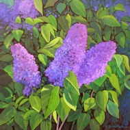 Lilacs