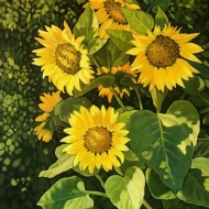 Sunflowers