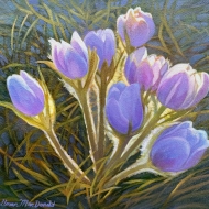 crocus-light